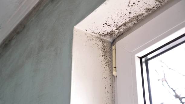 Best HVAC Mold Remediation in Mcfarland, CA