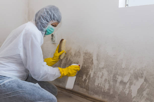 Best Emergency Mold Remediation in Mcfarland, CA